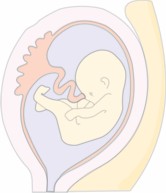 diagrama de embarazo
